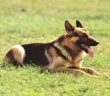 Adestramento de cães em Barretos